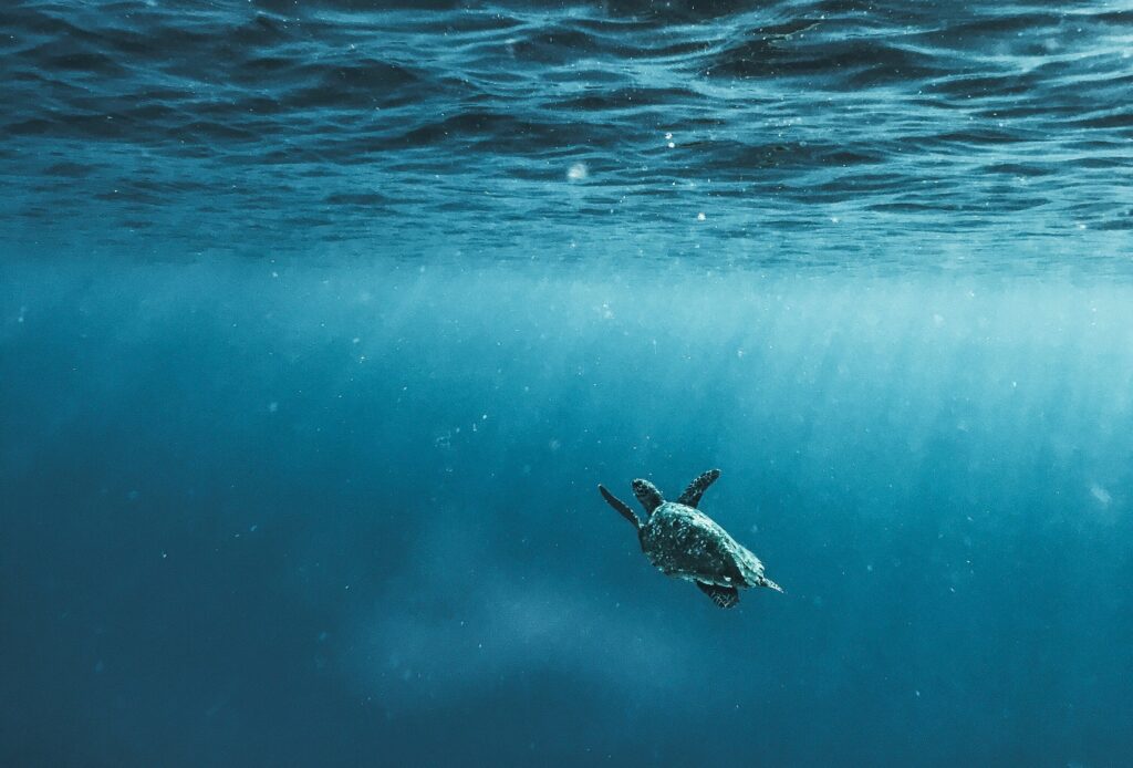 Schildkröte im Meer, Texterin für Nachhaltigkeit